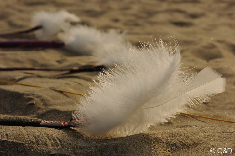 Cervia_ground_006