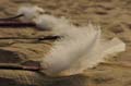 Cervia_ground_006