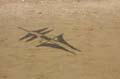 Cervia_ground_084