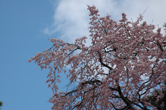 japan1242