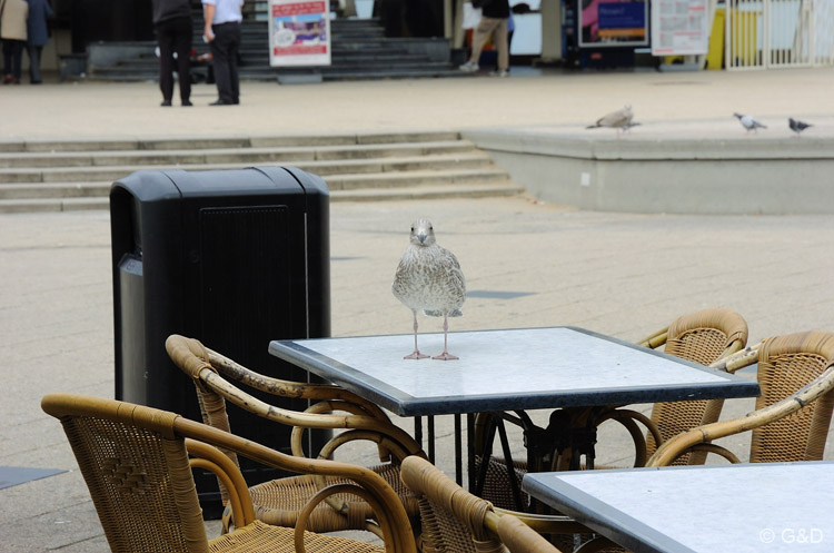 scheveningen08_022