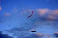 Sunderland_117