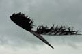 Sunderland_186