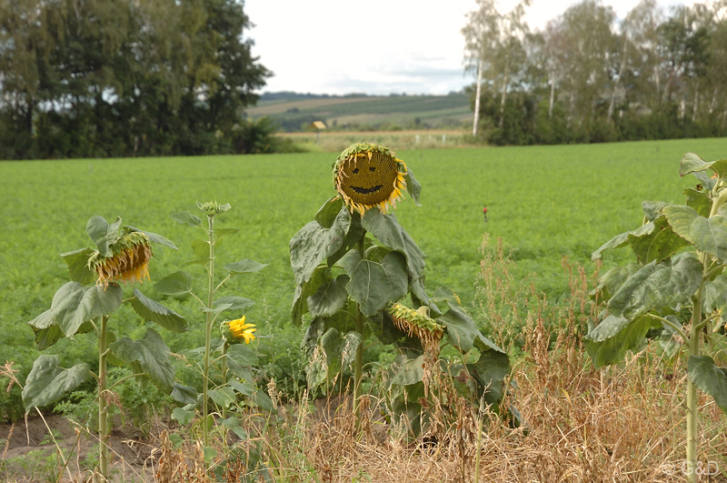 Gross_Engersdorf_23