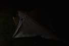 halloweenfliegen_Traisen_62