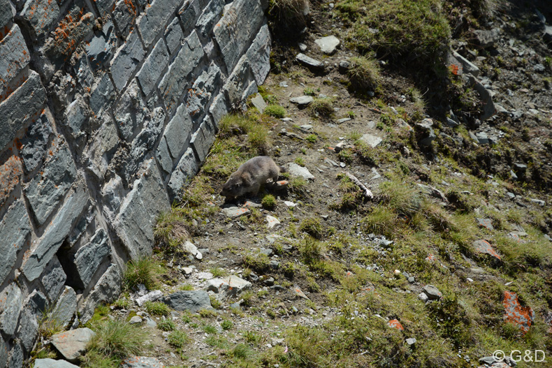Lienz_2014_60