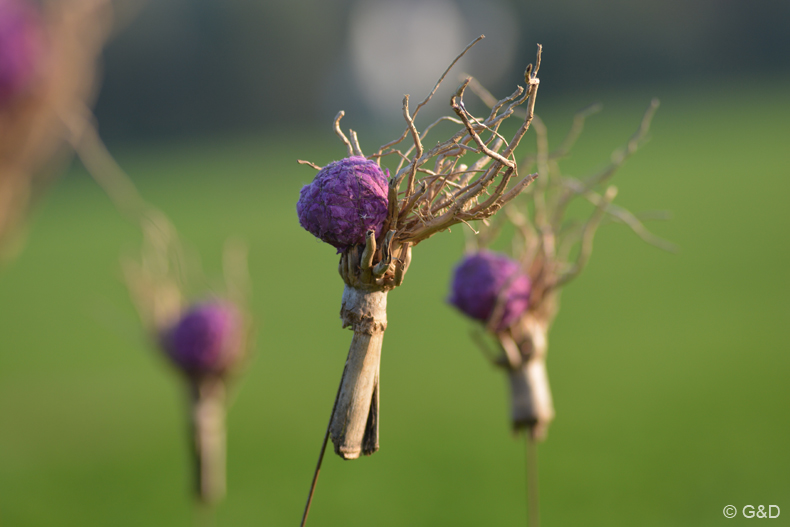 Traisen_2014_04