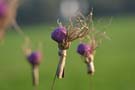 Traisen_2014_04
