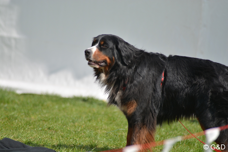 drachenflugfest_himmel047