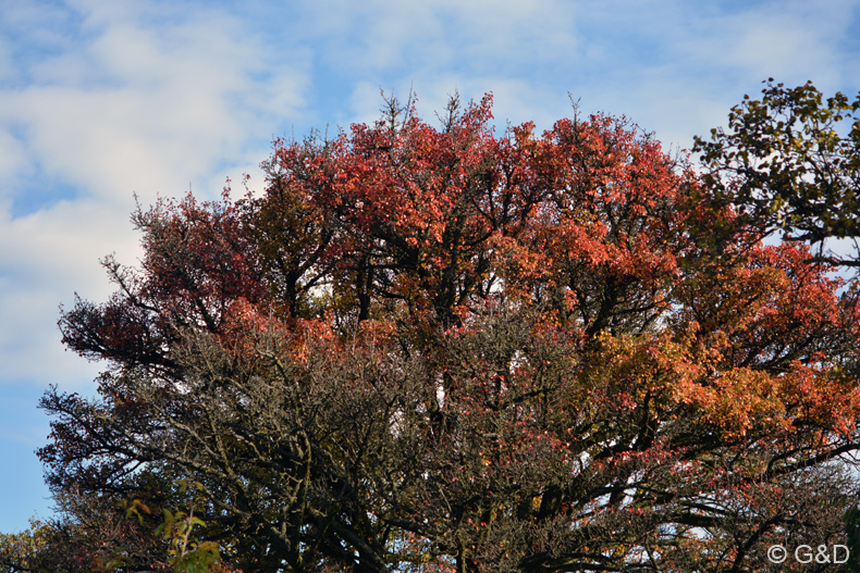 eichgraben_2016_10