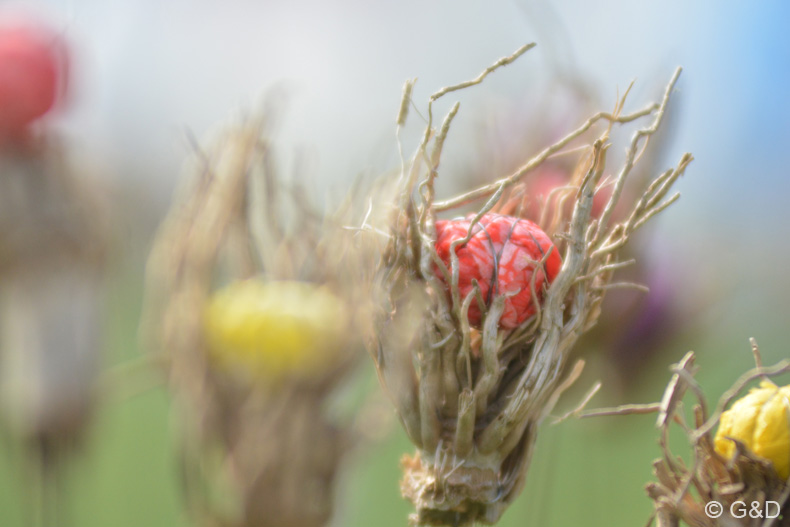 Dieppe_2016_228