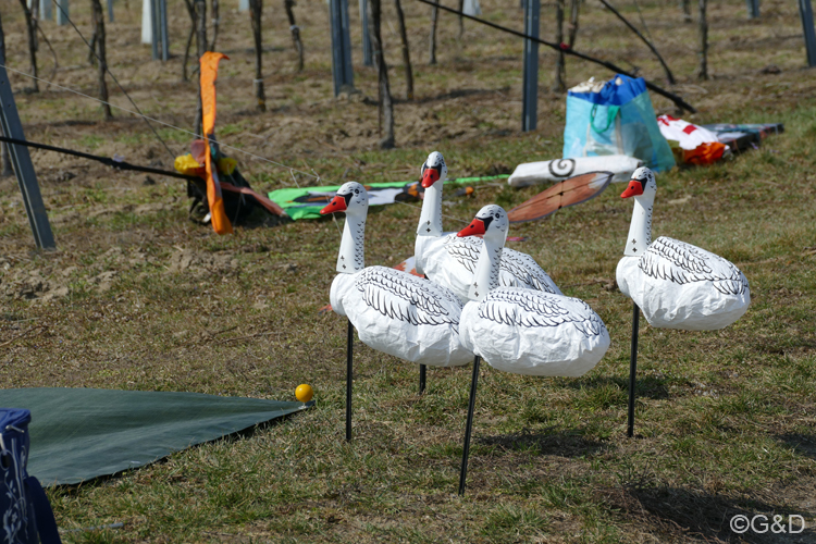 jungweinschnuppern05