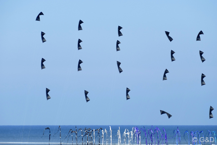 berck230