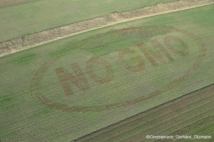 greenpeace13