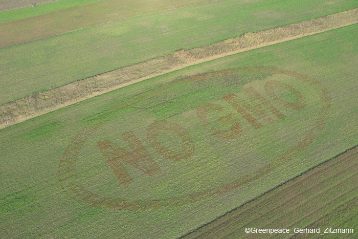 greenpeace14