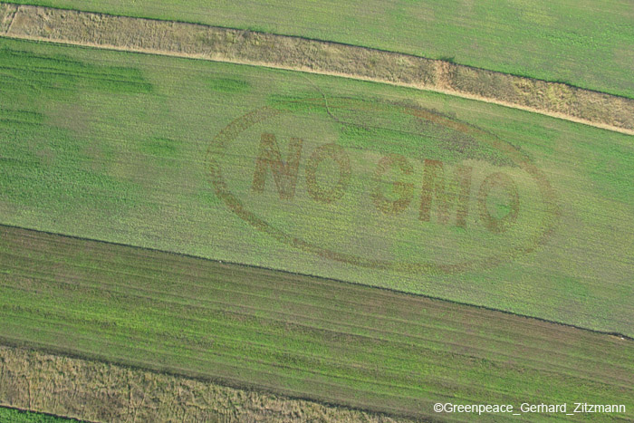 greenpeace24