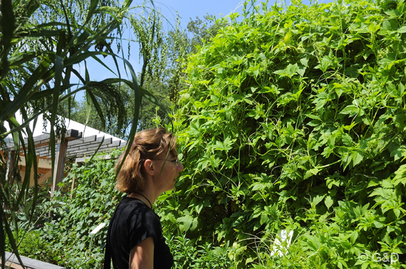 gartenausstellung_tulln07