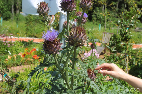 gartenausstellung_tulln09