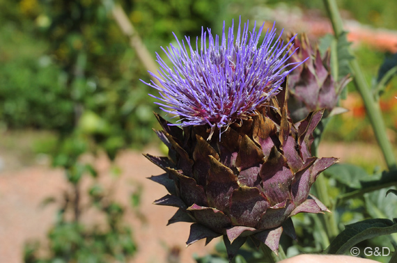 gartenausstellung_tulln10