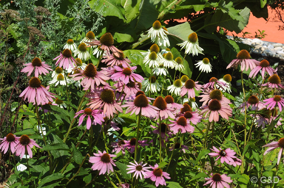 gartenausstellung_tulln11