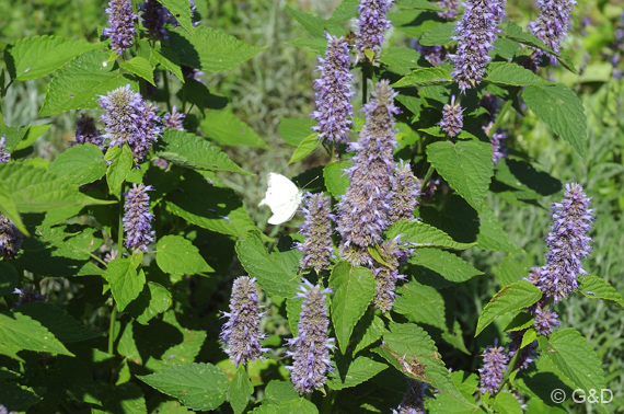 gartenausstellung_tulln12