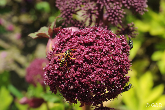 gartenausstellung_tulln16