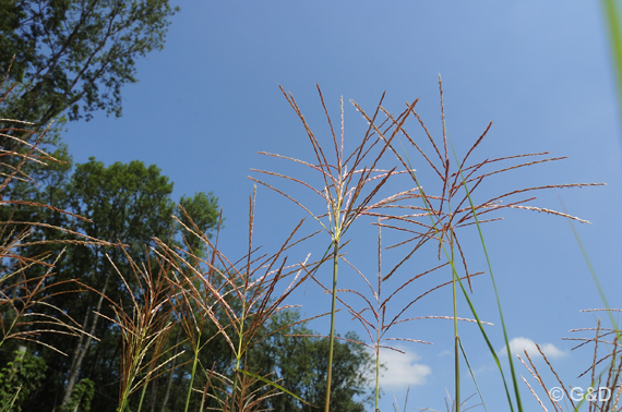 gartenausstellung_tulln25