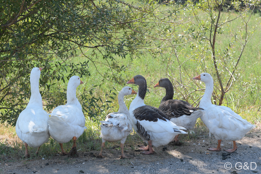 Albanien_2019_116