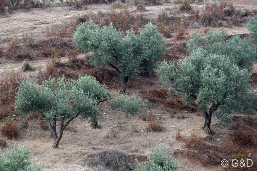 Albanien_2019_250