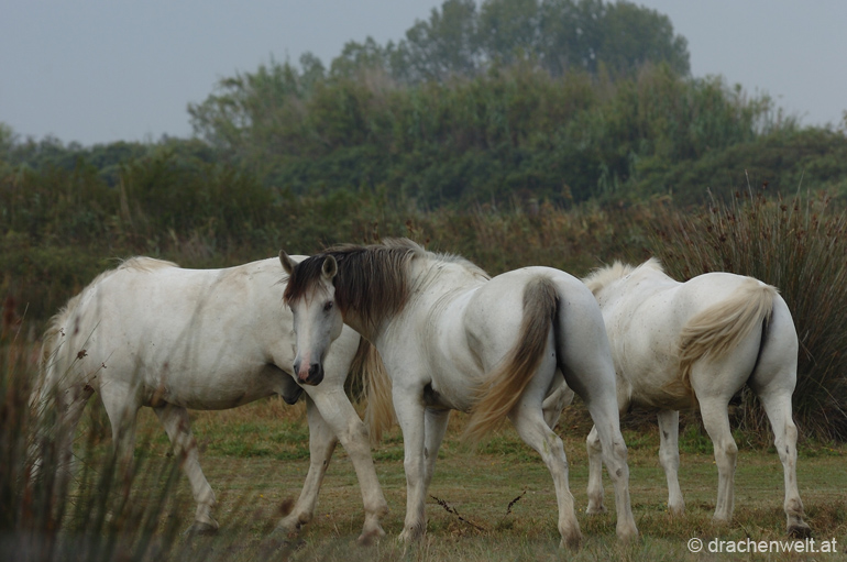 camargue02