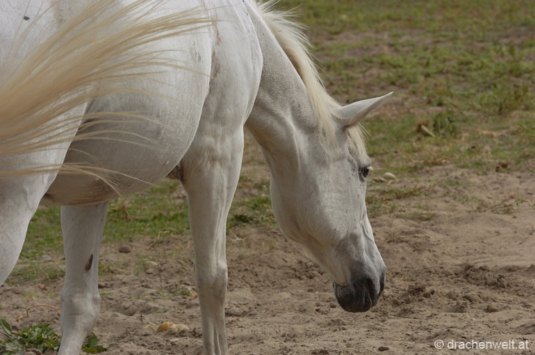 camargue03