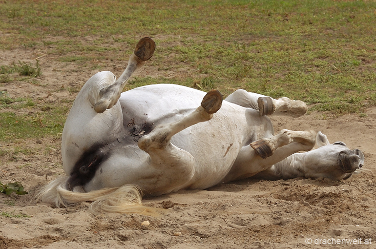 camargue04