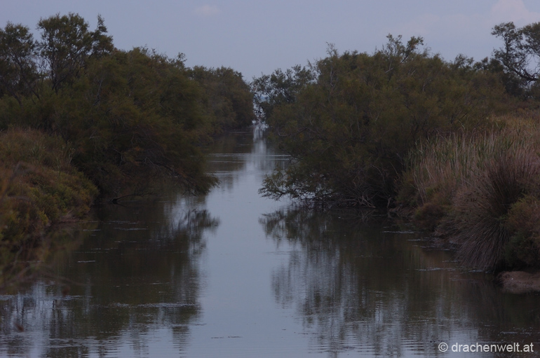 camargue10