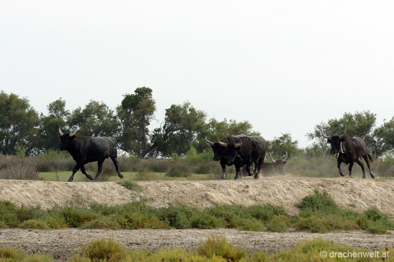 camargue11