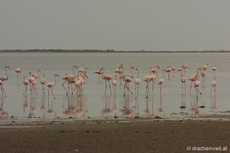 camargue12