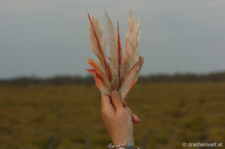 camargue14