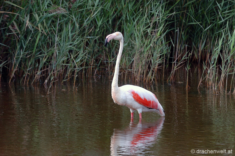 camargue15