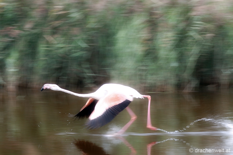 camargue16
