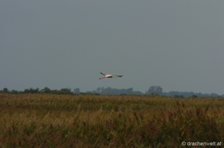 camargue17