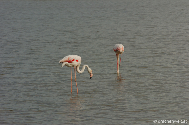 camargue18