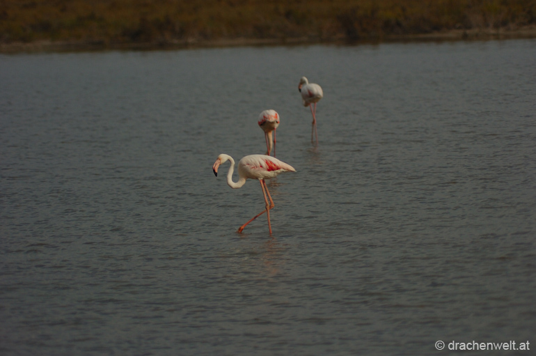 camargue19