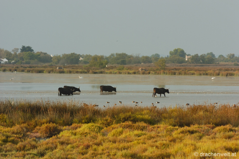 camargue31