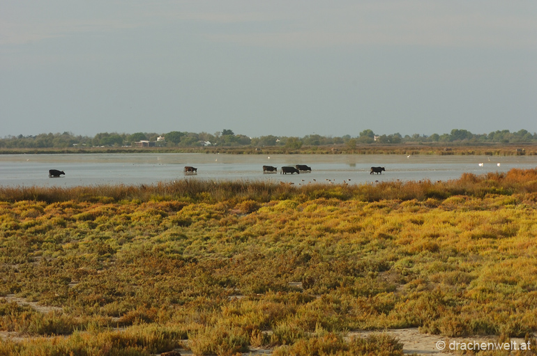 camargue32