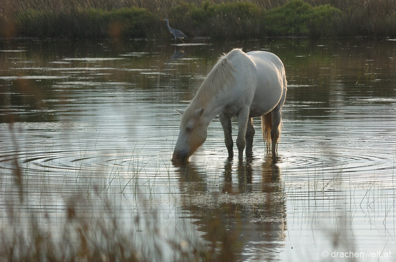 camargue34