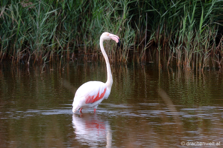 camargue64