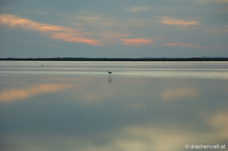 camargue65