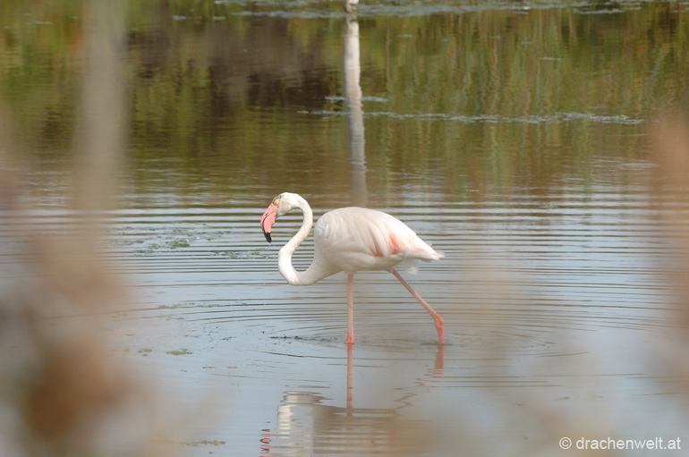 camargue71