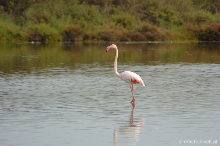 camargue73