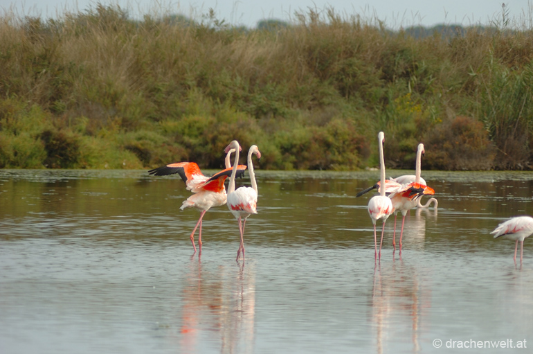 camargue74