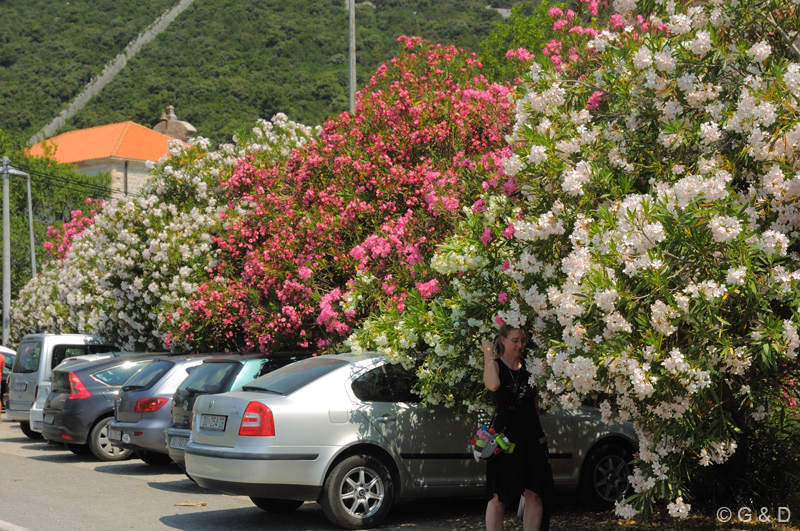 Peljesac13